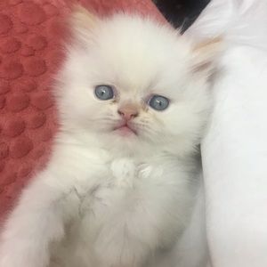 Meet your Posher, Parisa